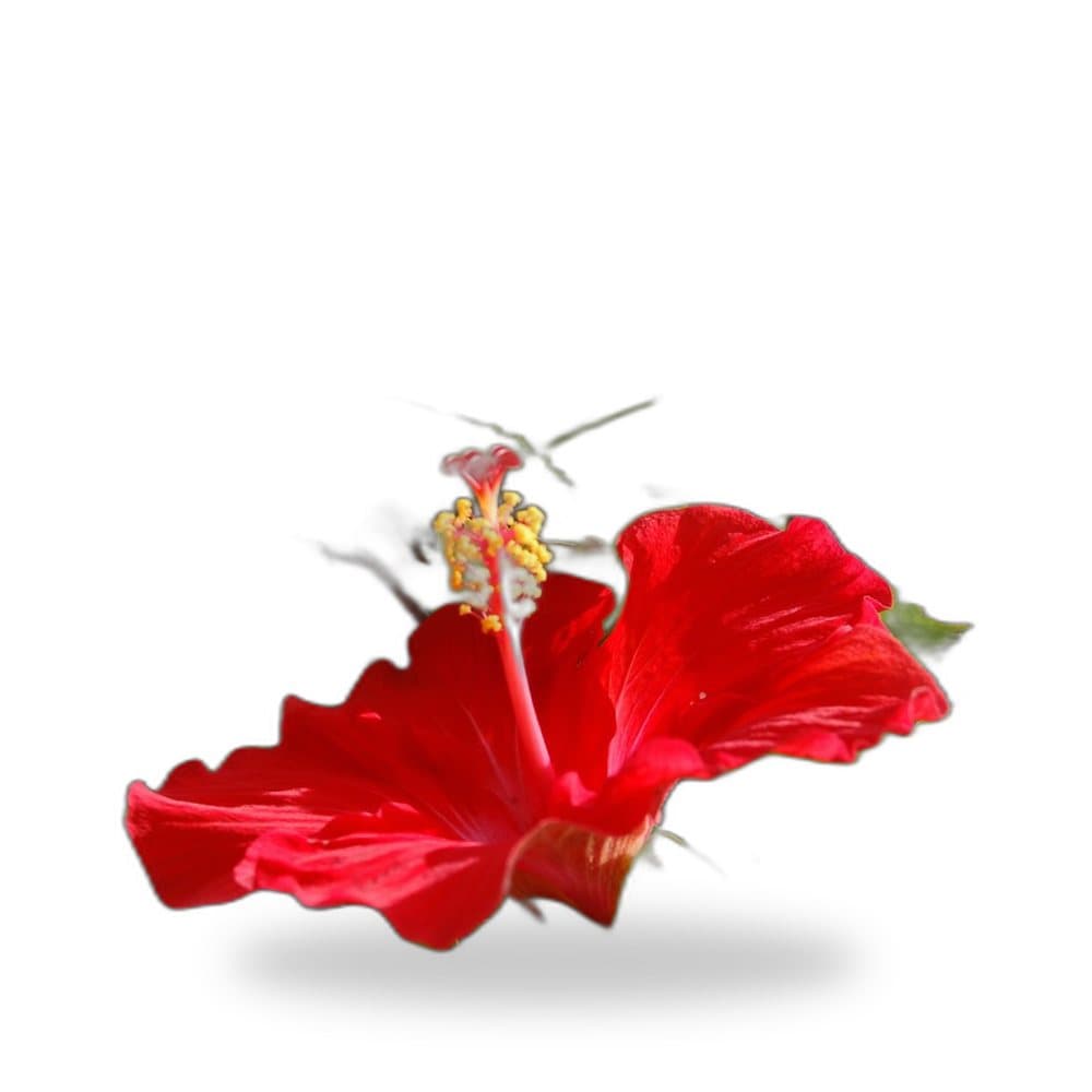 Hibiscus Red President Tree