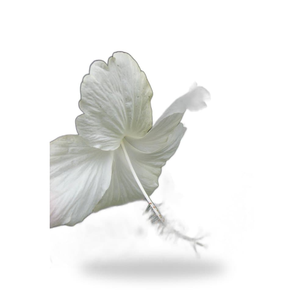 Hibiscus Snow Queen
