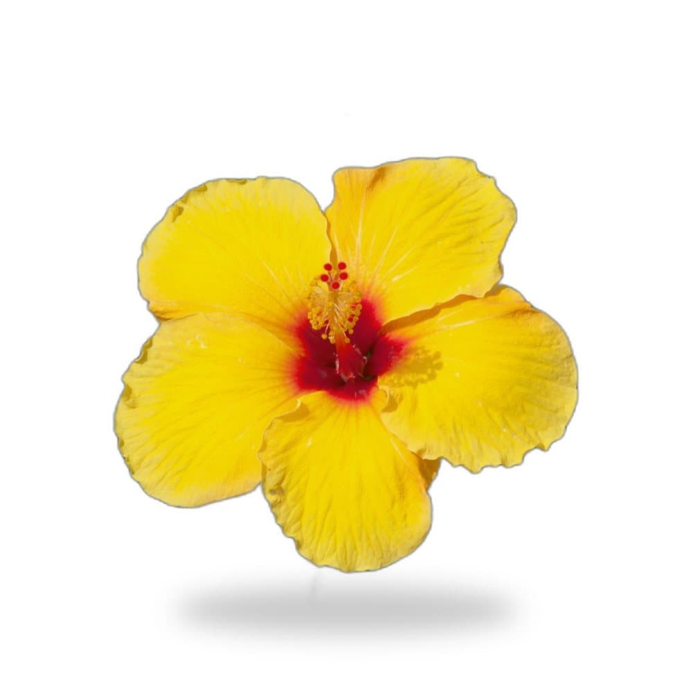 Hibiscus Yellow