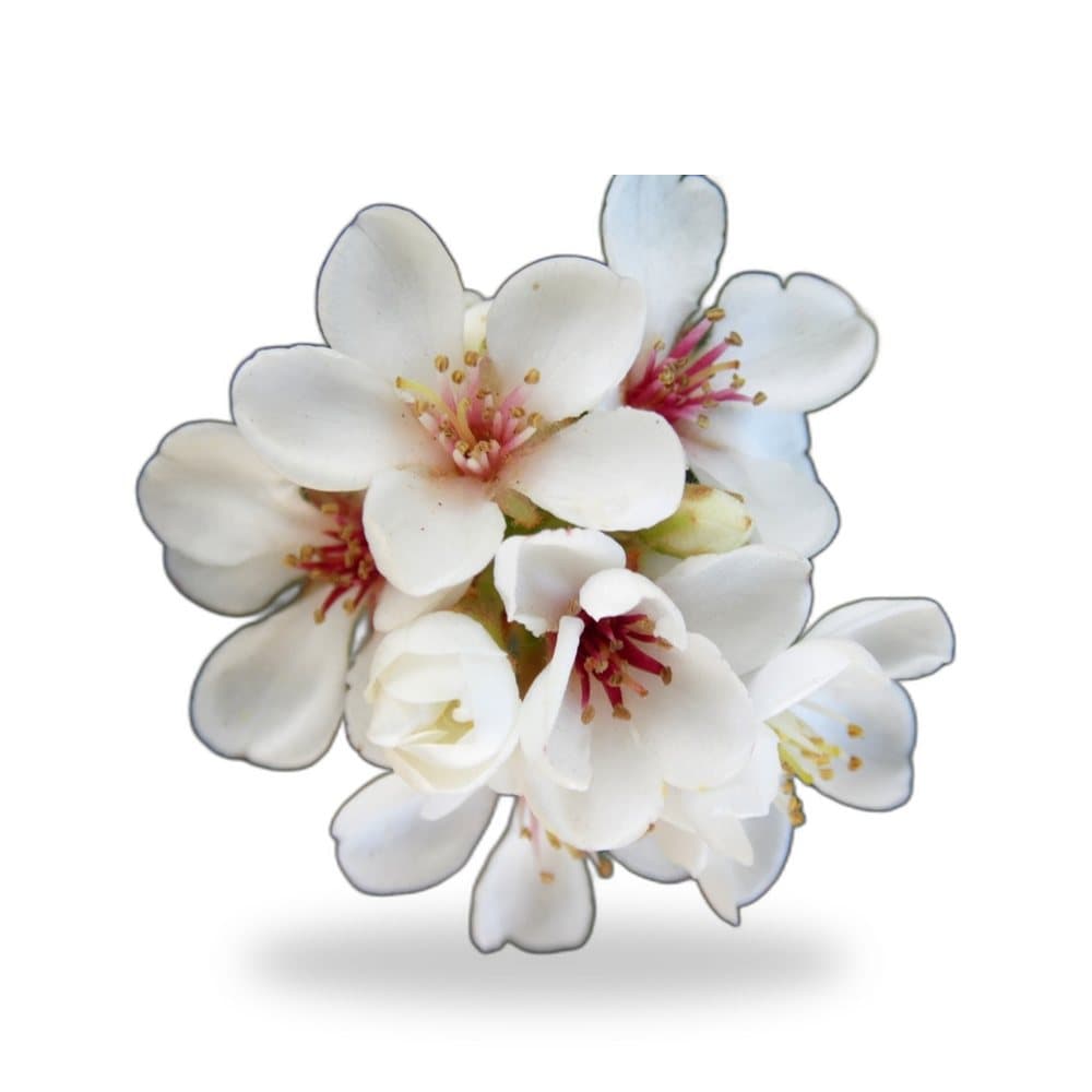 Indian Hawthorn