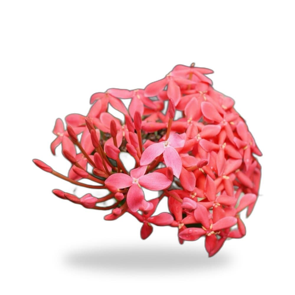 Nora Grant Ixora