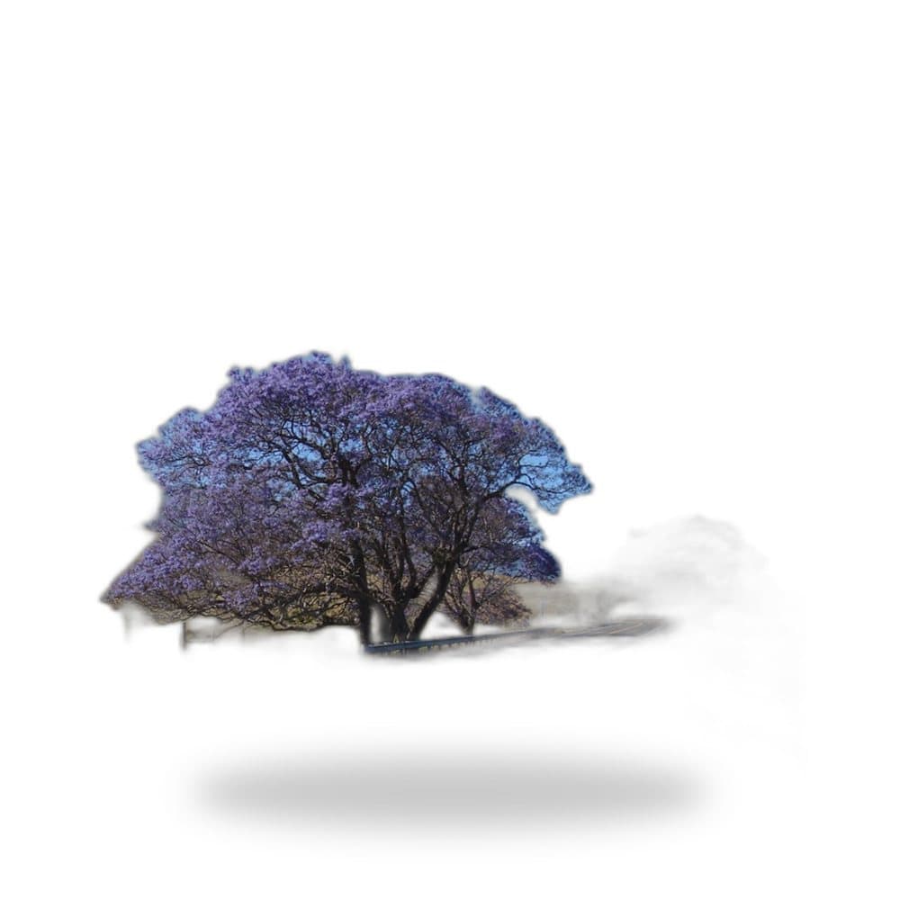 Jacaranda Tree (25 Gallon) for sale at Florida Palm and Plant Co. in SW Florida