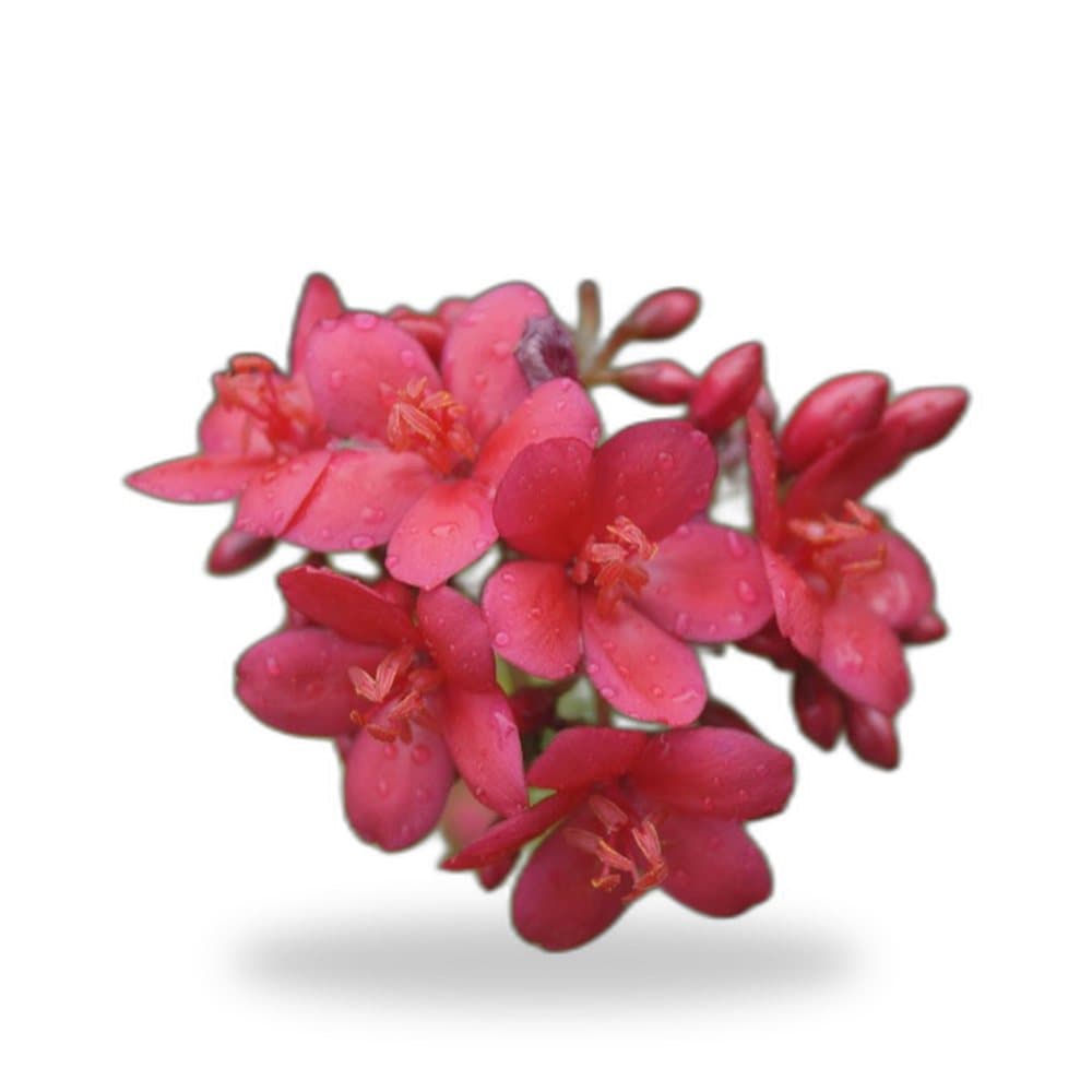 Jatropha Tree
