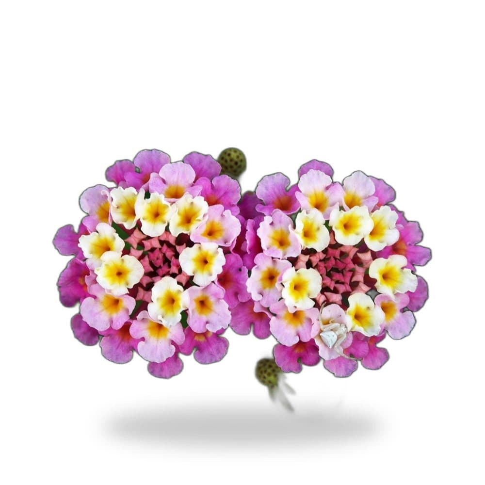 Confetti Lantana