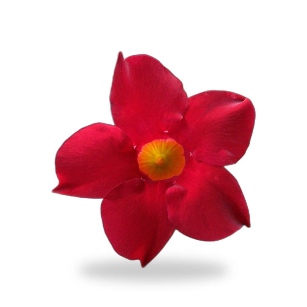 Diplodenia (Pink/Red/White/Yellow)