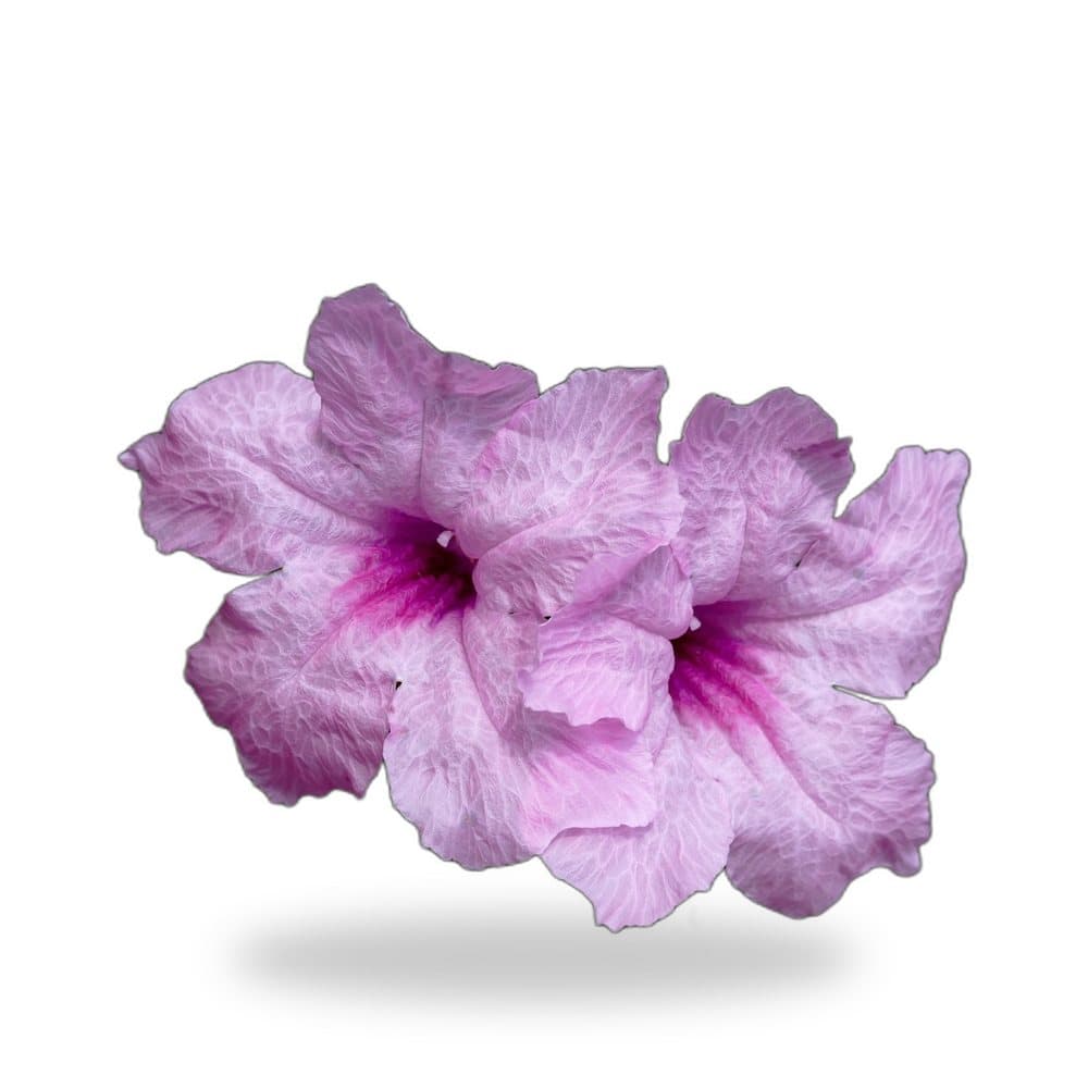 Mexican Petunia