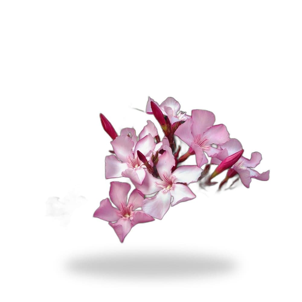 Oleander Dwarf