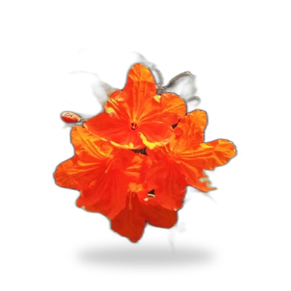 Orange Geiger Tree