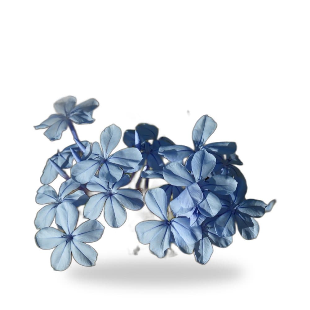 Blue Plumbago