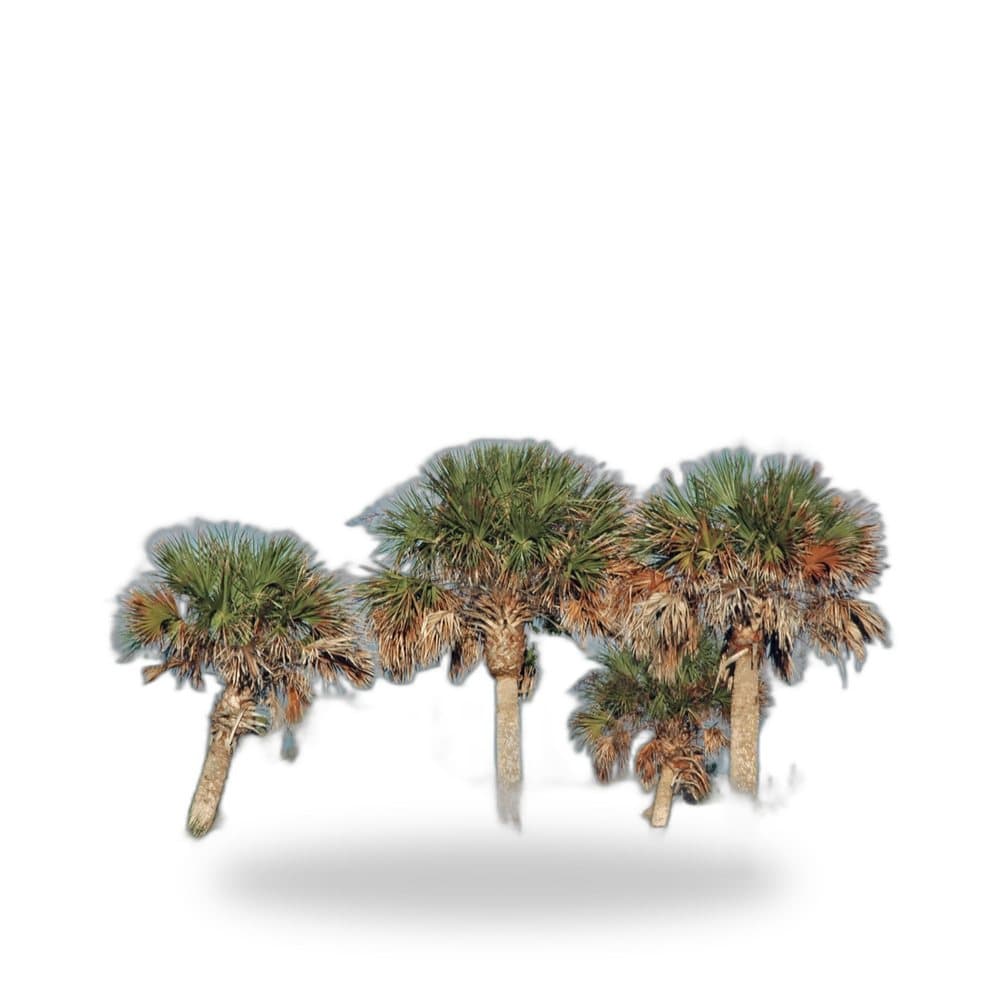 Sabal Palm