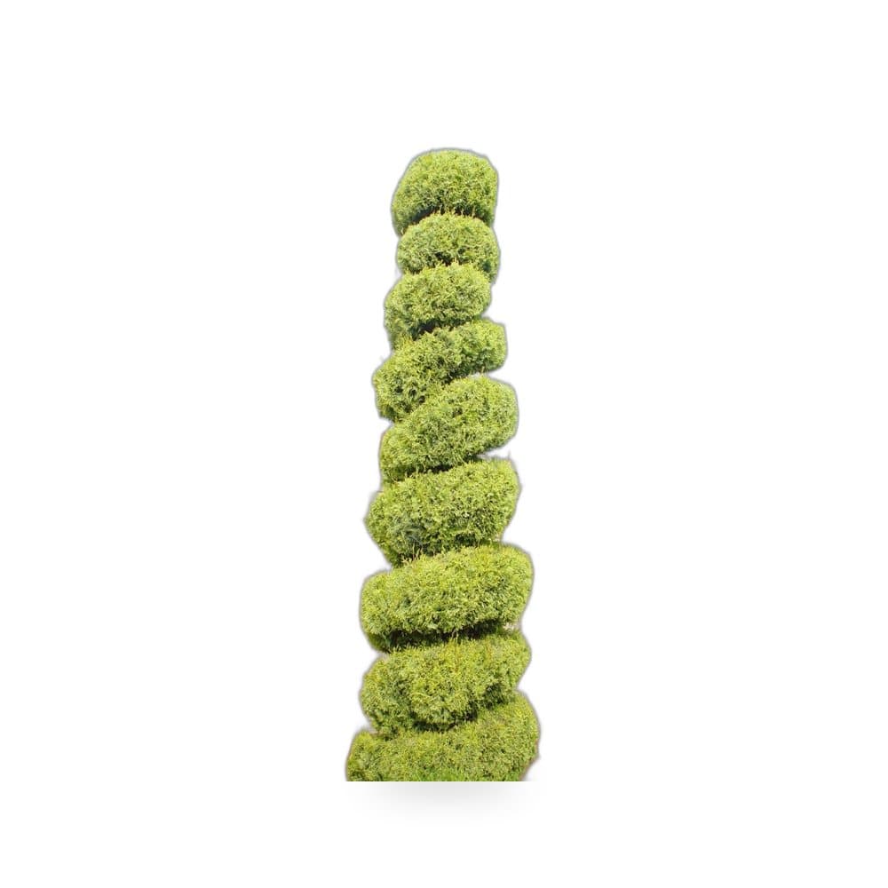 Spiral Topiary Tree