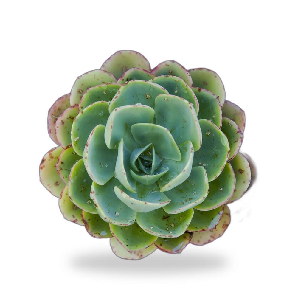 Succulent