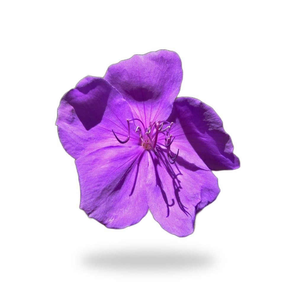 Tibouchina Purple Bush