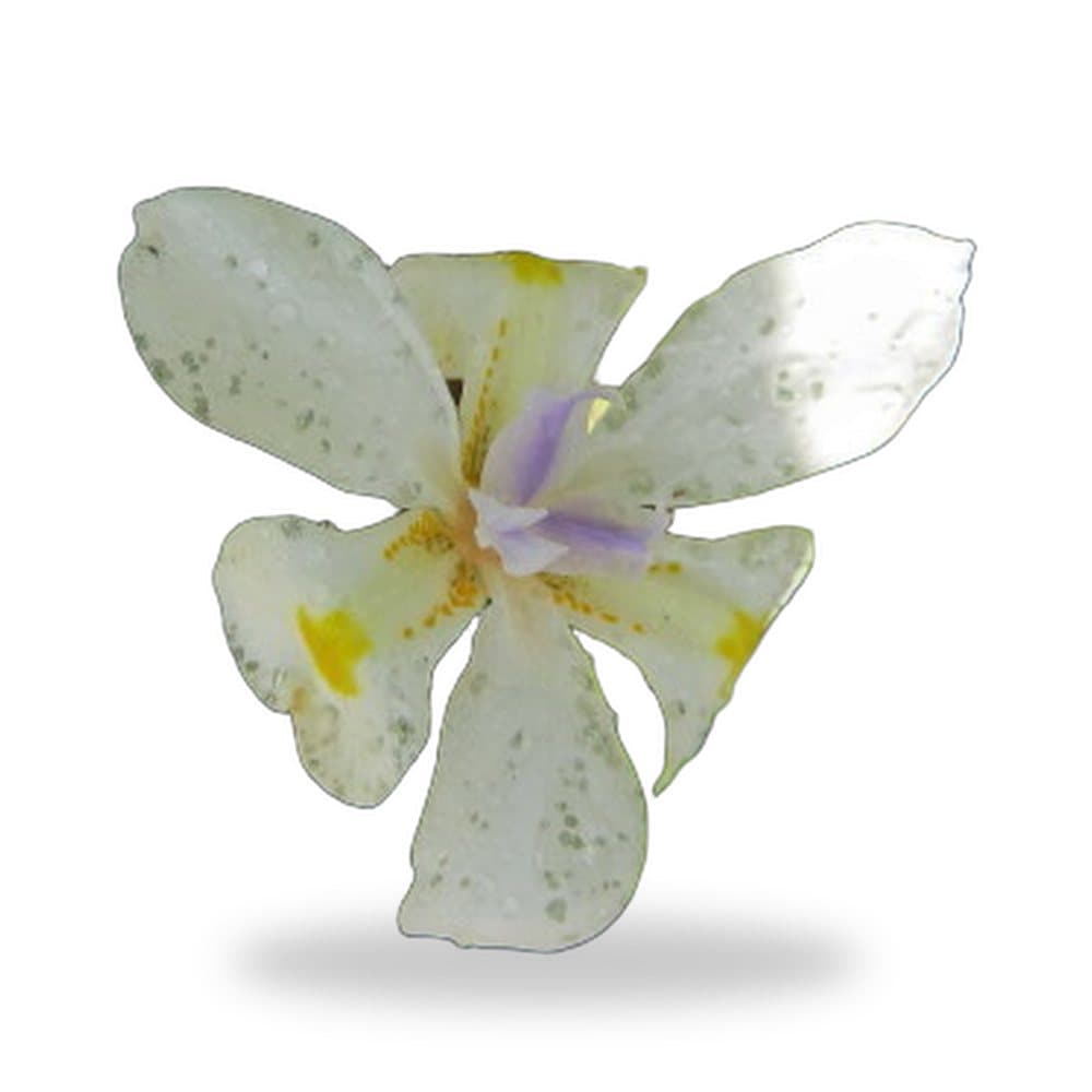 African Iris