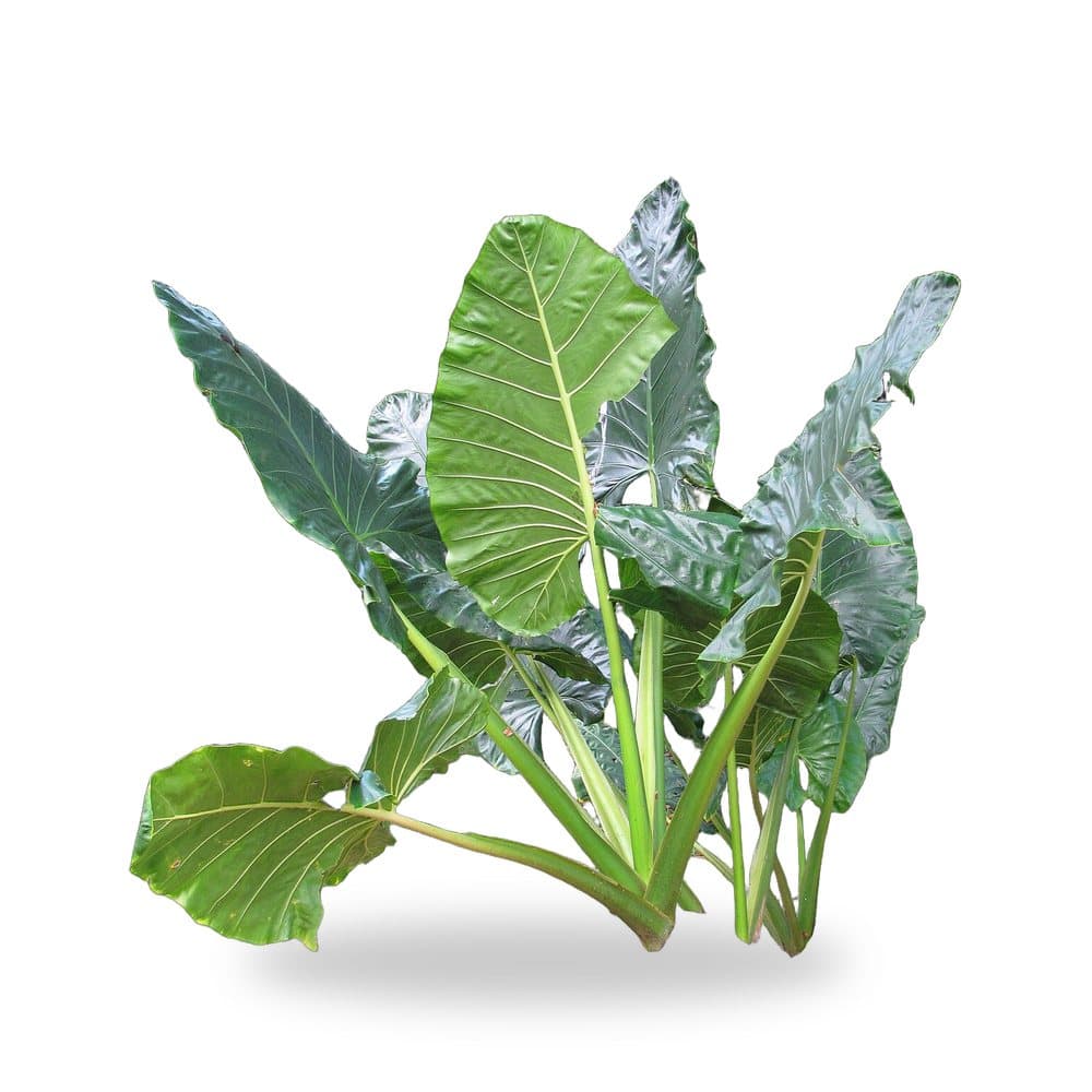 Alocasia Black Elephant Ear