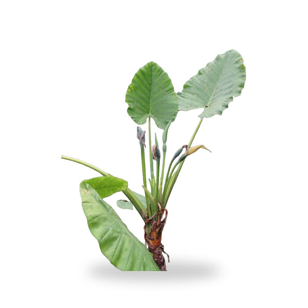 Alocasia Odora