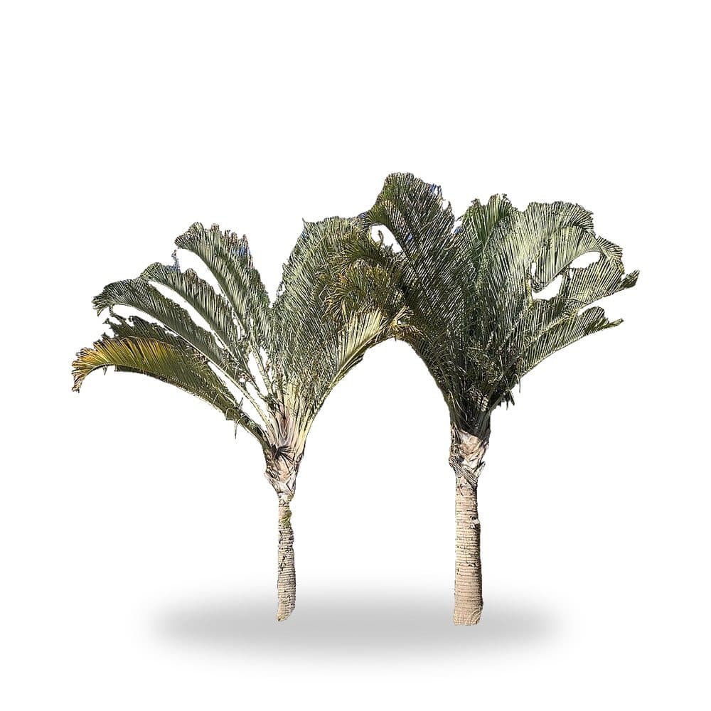 Areca Palm
