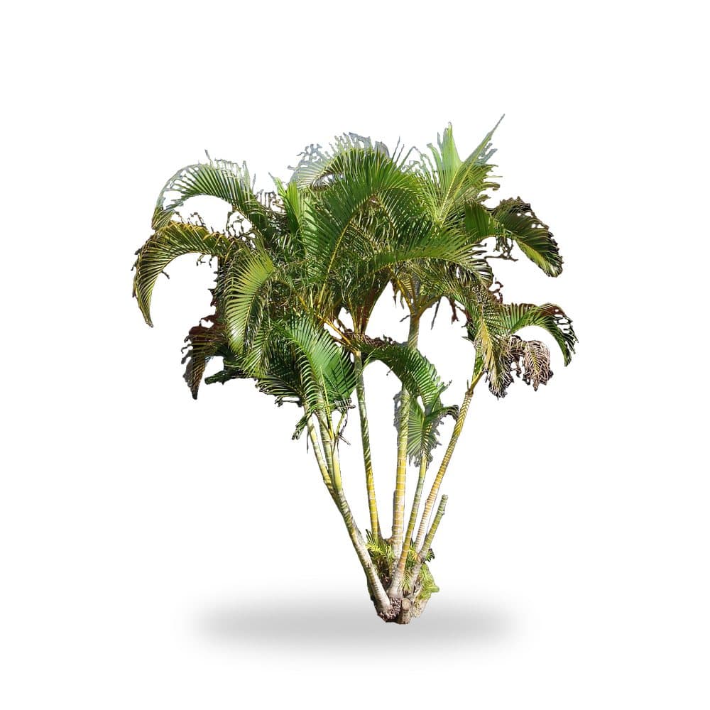 Areca Palm, 3 Gallon