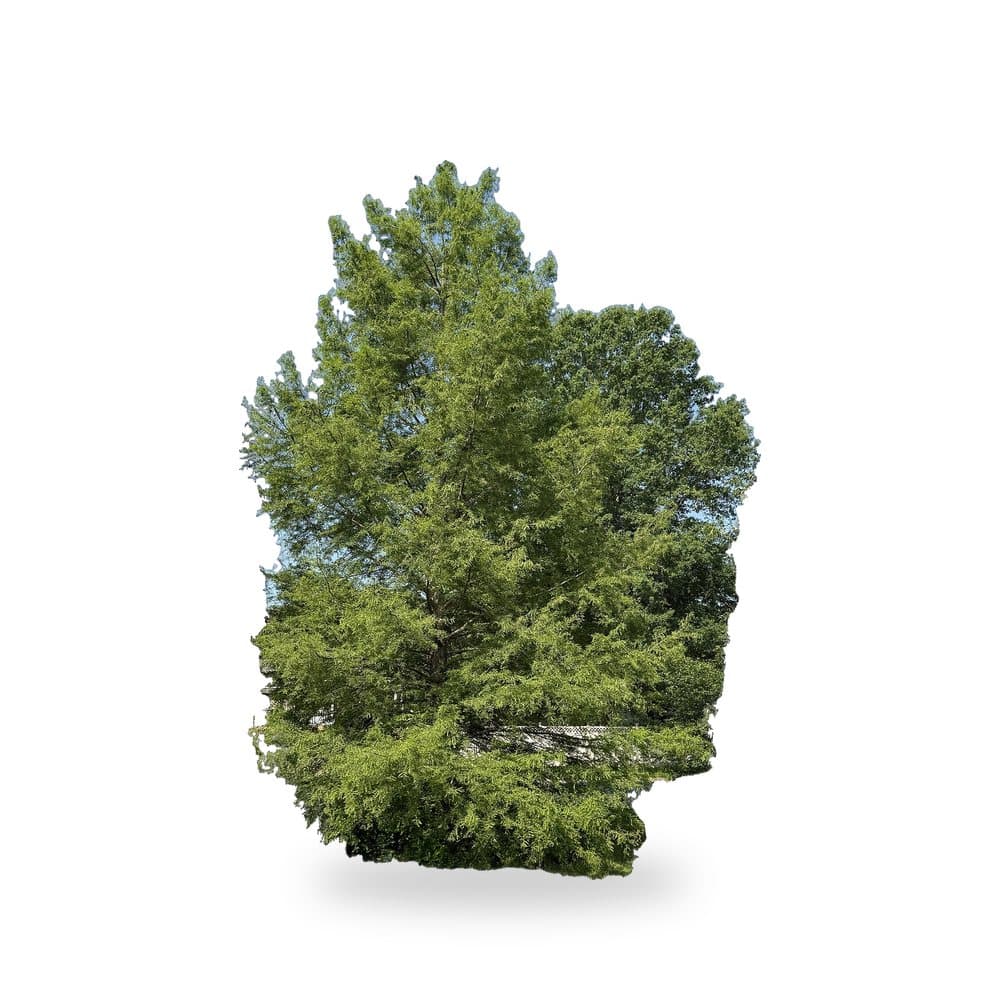 Bald Cypress