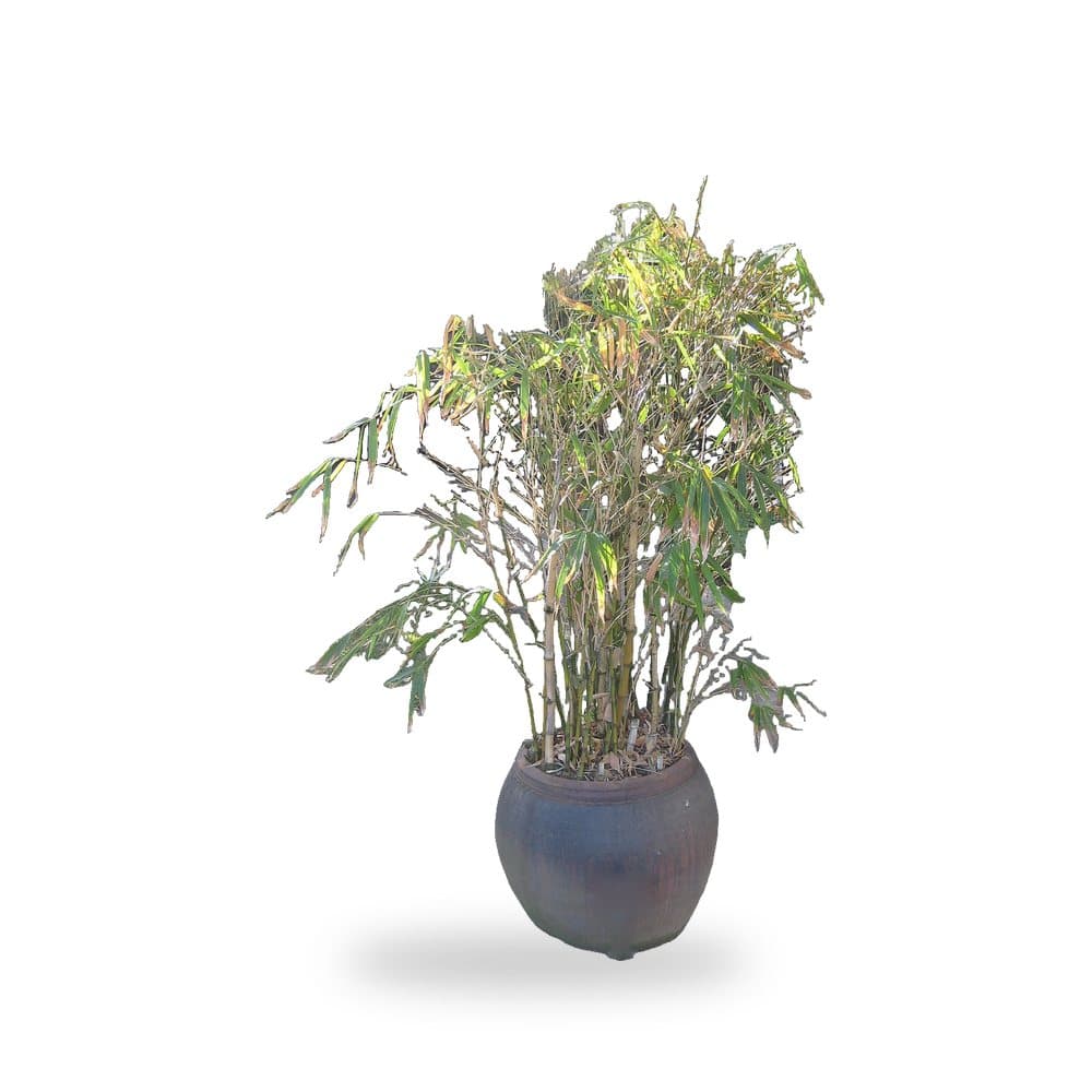 Bamboo Dwarf Buddha Belly