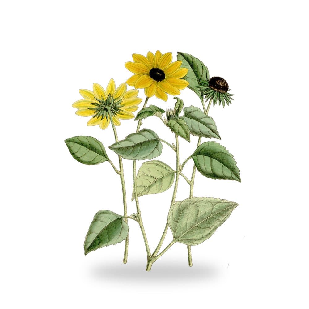 Beach Sunflower