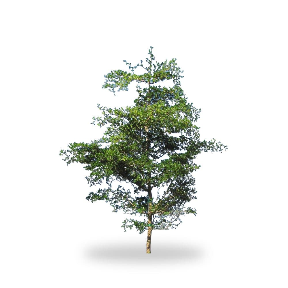 Black Olive Tree