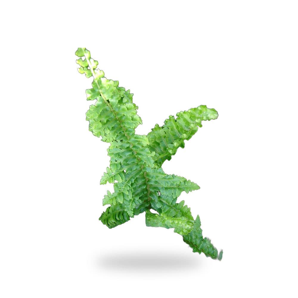 Boston Fern