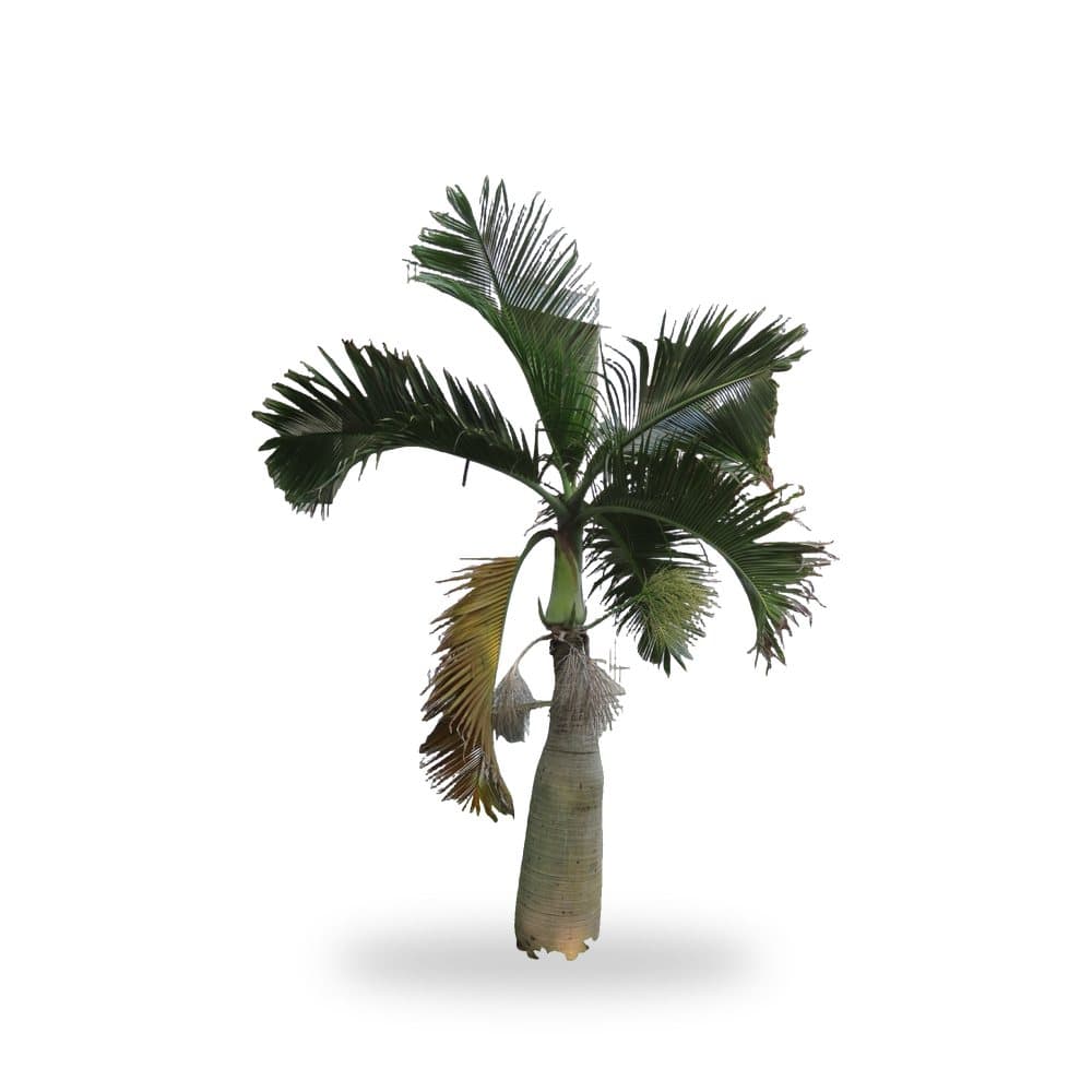 Bottle Palm Triple