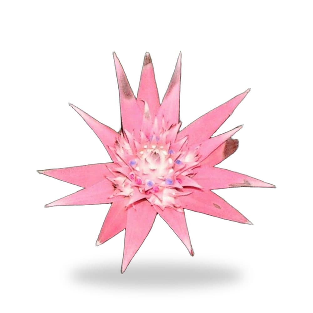Bromeliad Grey Adorata