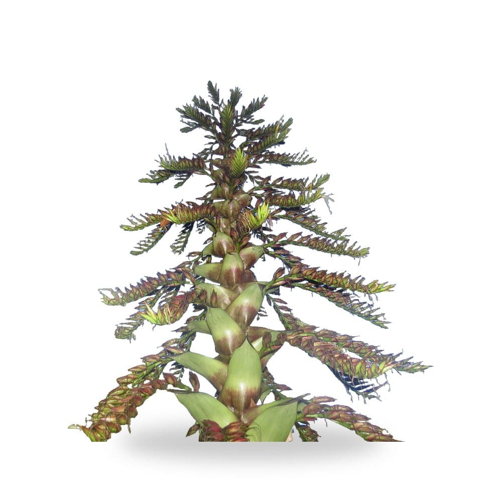 Bromeliad Imperialis