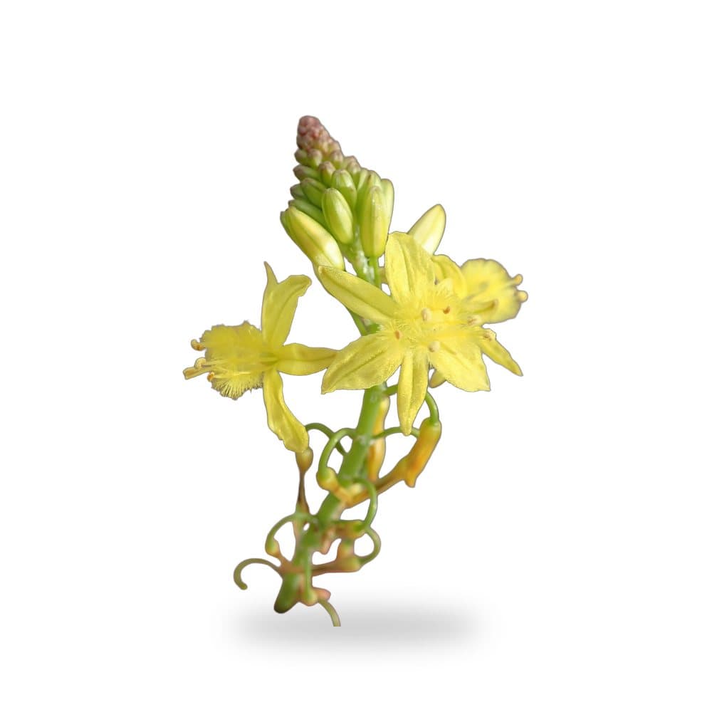 Bulbine