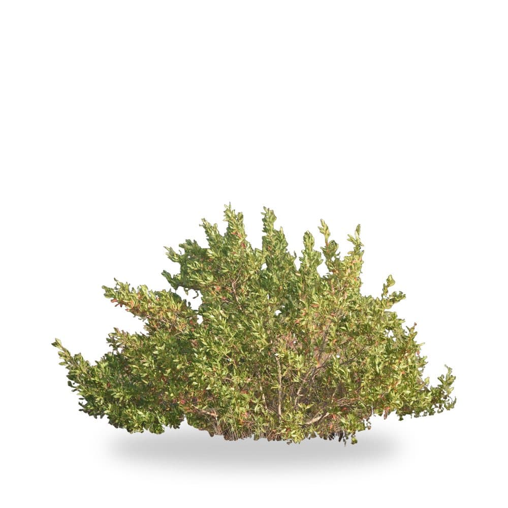Buttonwood Green (3 Gallon) for sale at Florida Palm and Plant Co. in SW Florida