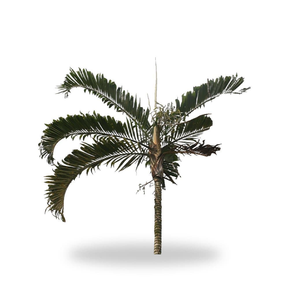 Cabada Palm