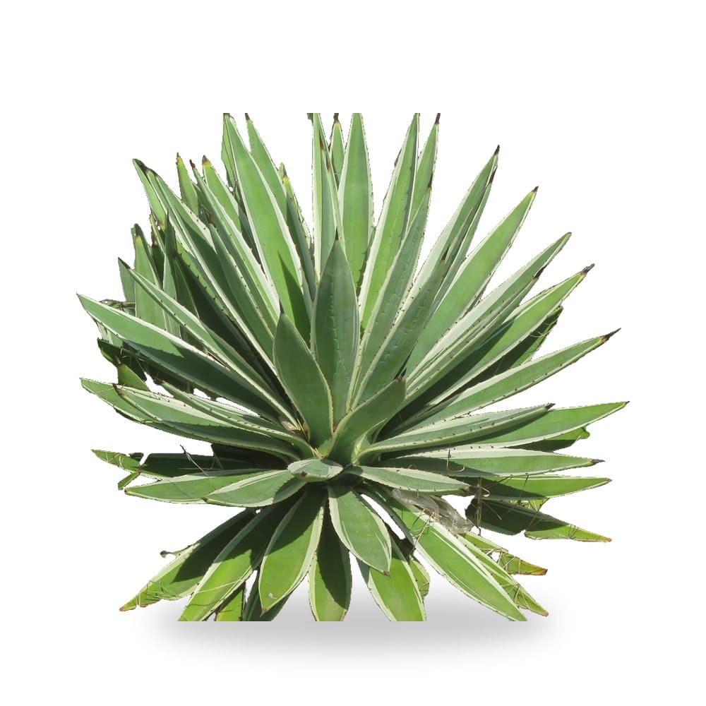 Caribbean Agave