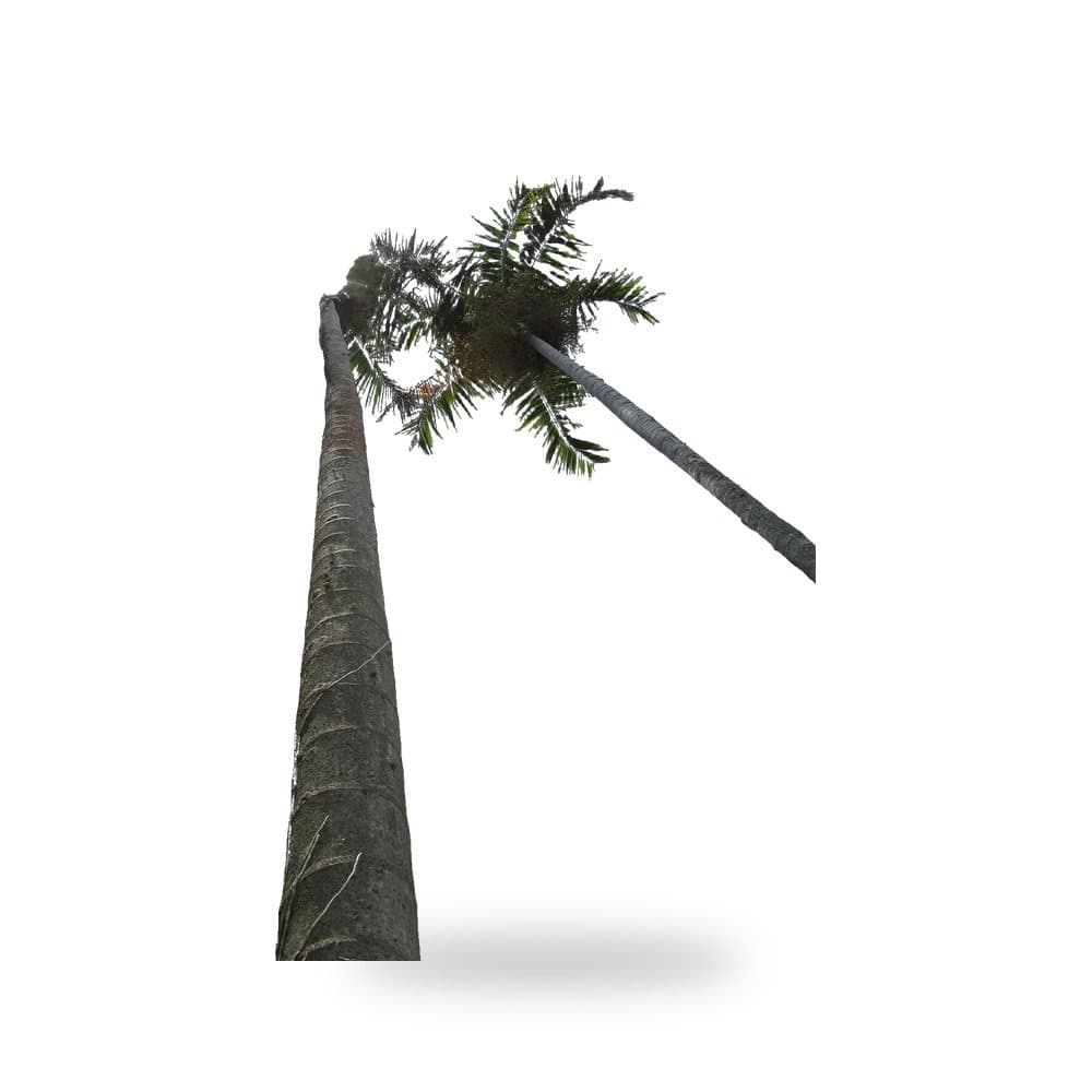Carpentaria Palm