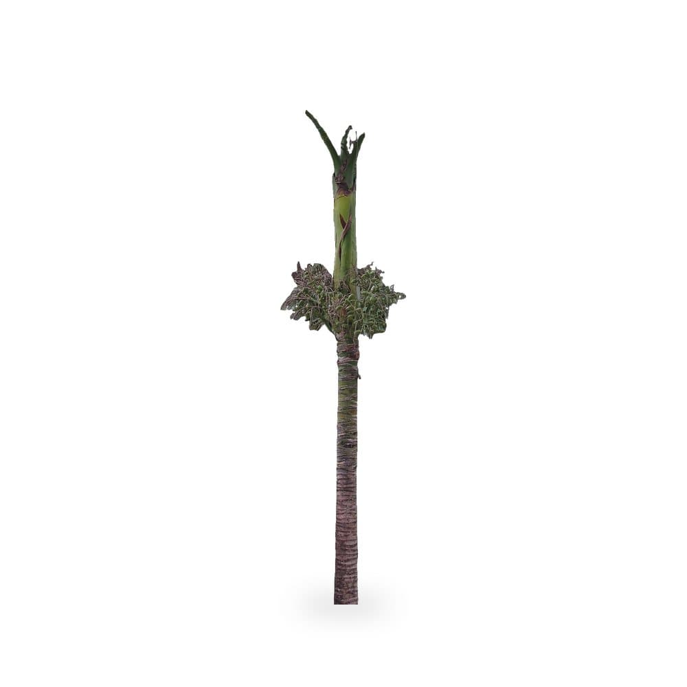 Carpoxylon Palm