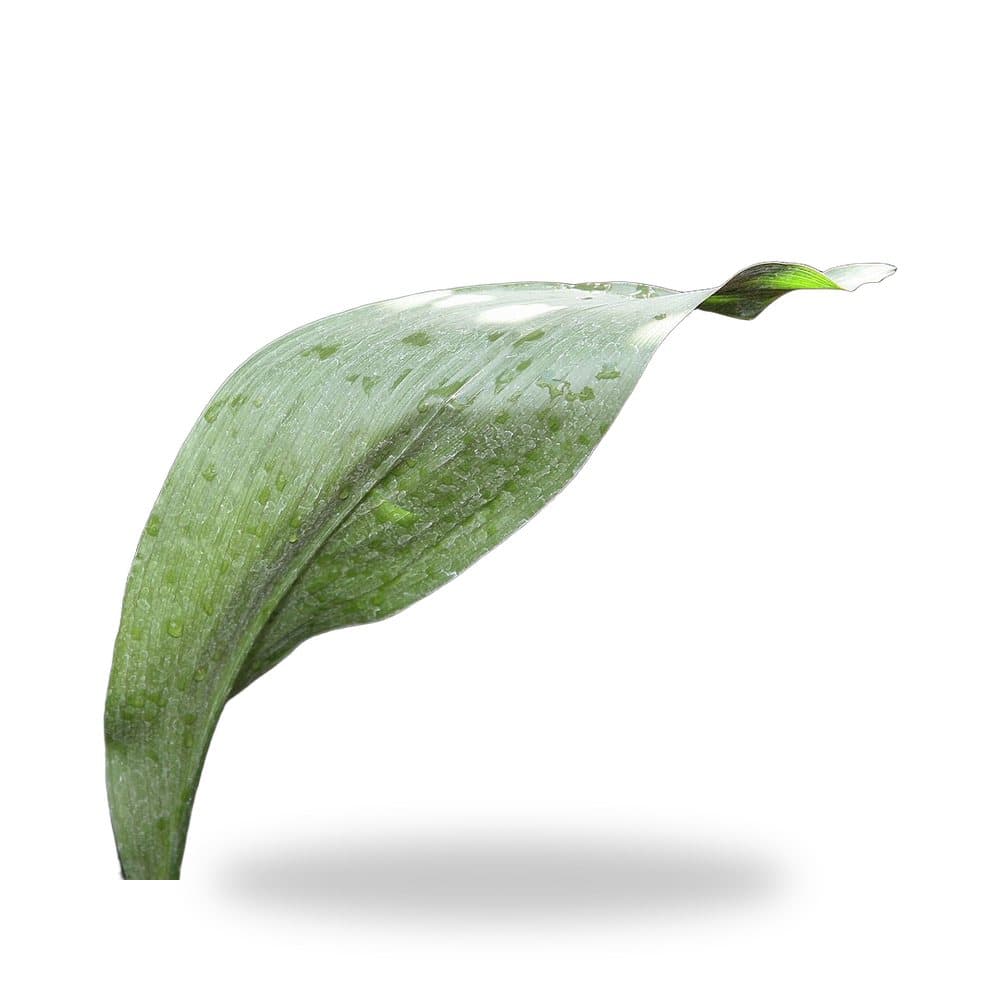Cast Iron Plant