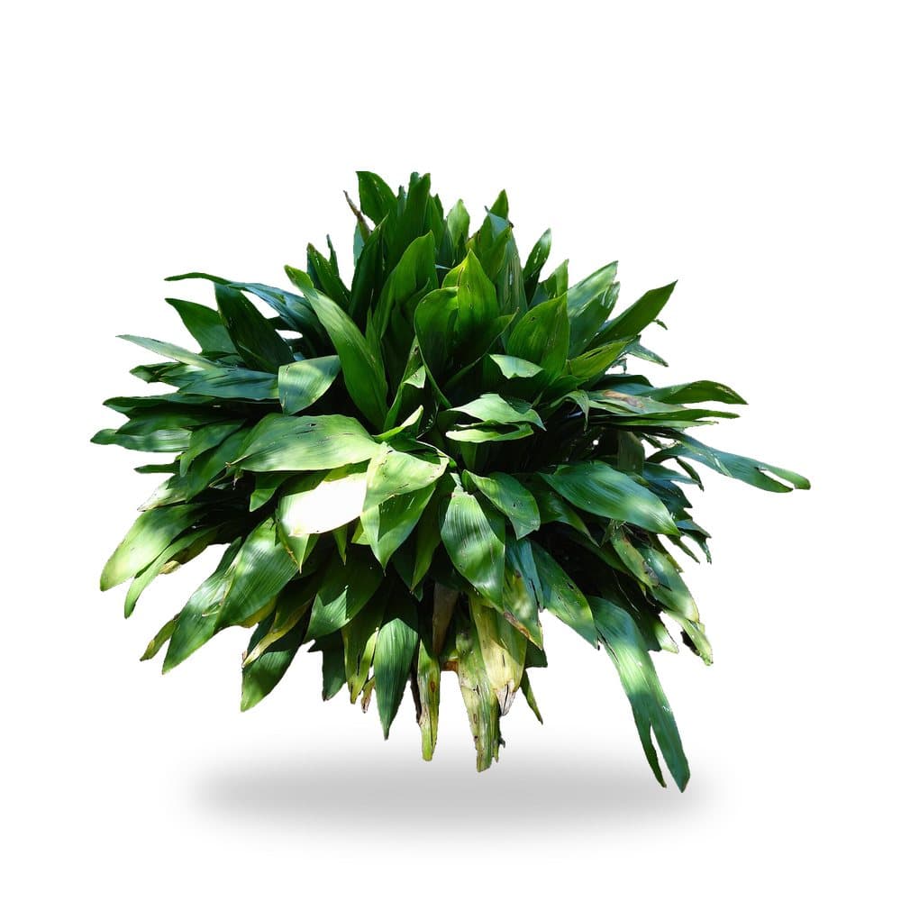 Cast Iron Plant