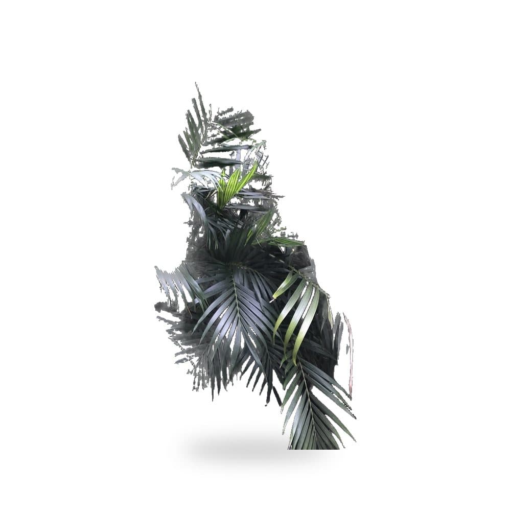 Cat Palm