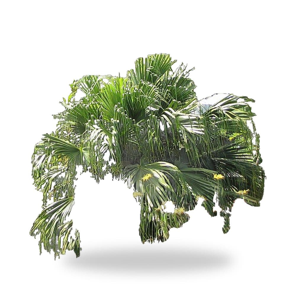 Chinese Fan Palm (15 Gallon) for sale at Florida Palm and Plant Co. in SW Florida