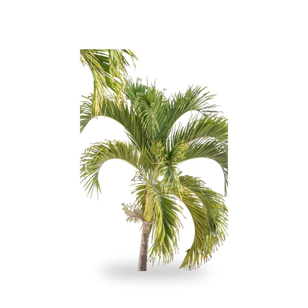 Christmas Palm