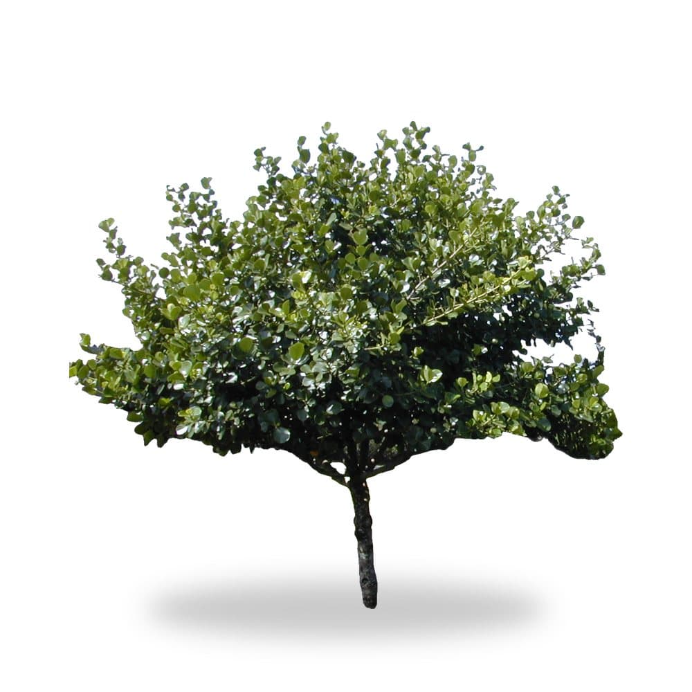 Clusia Tree, 25 Gallon