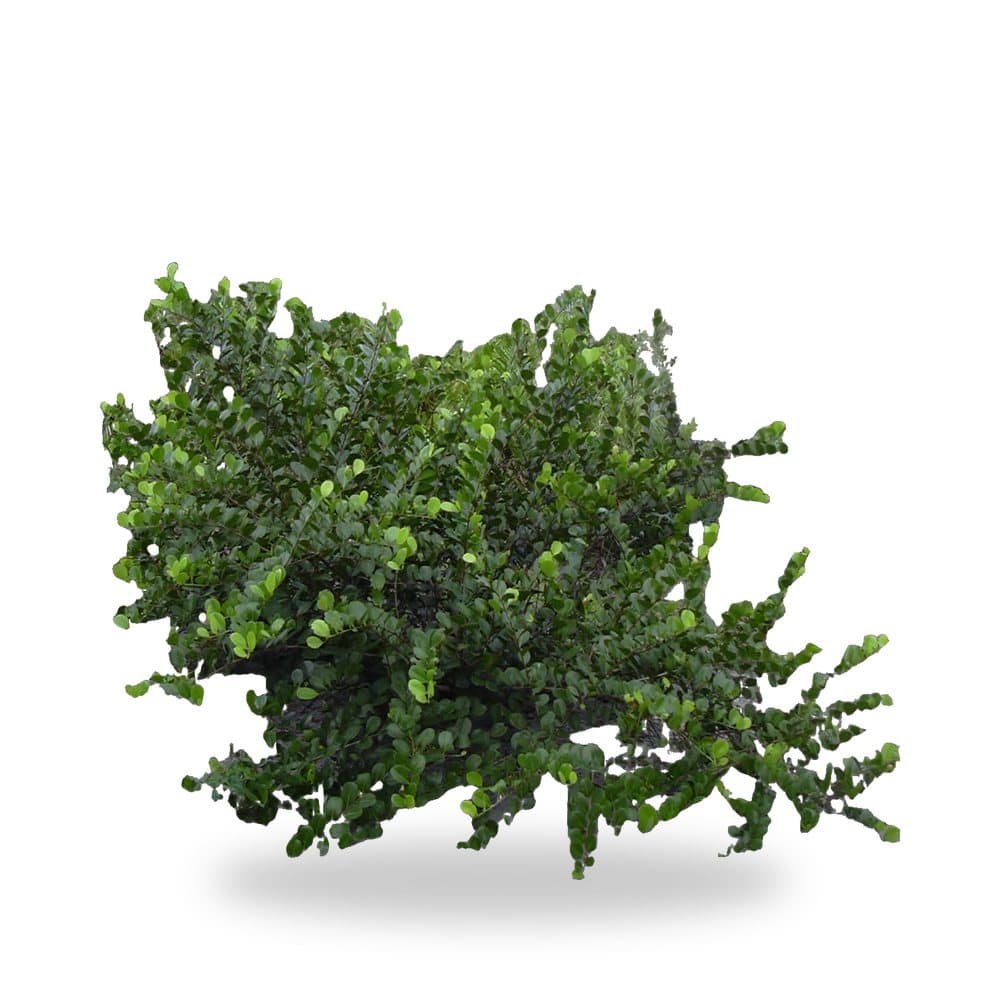 Coco Plum