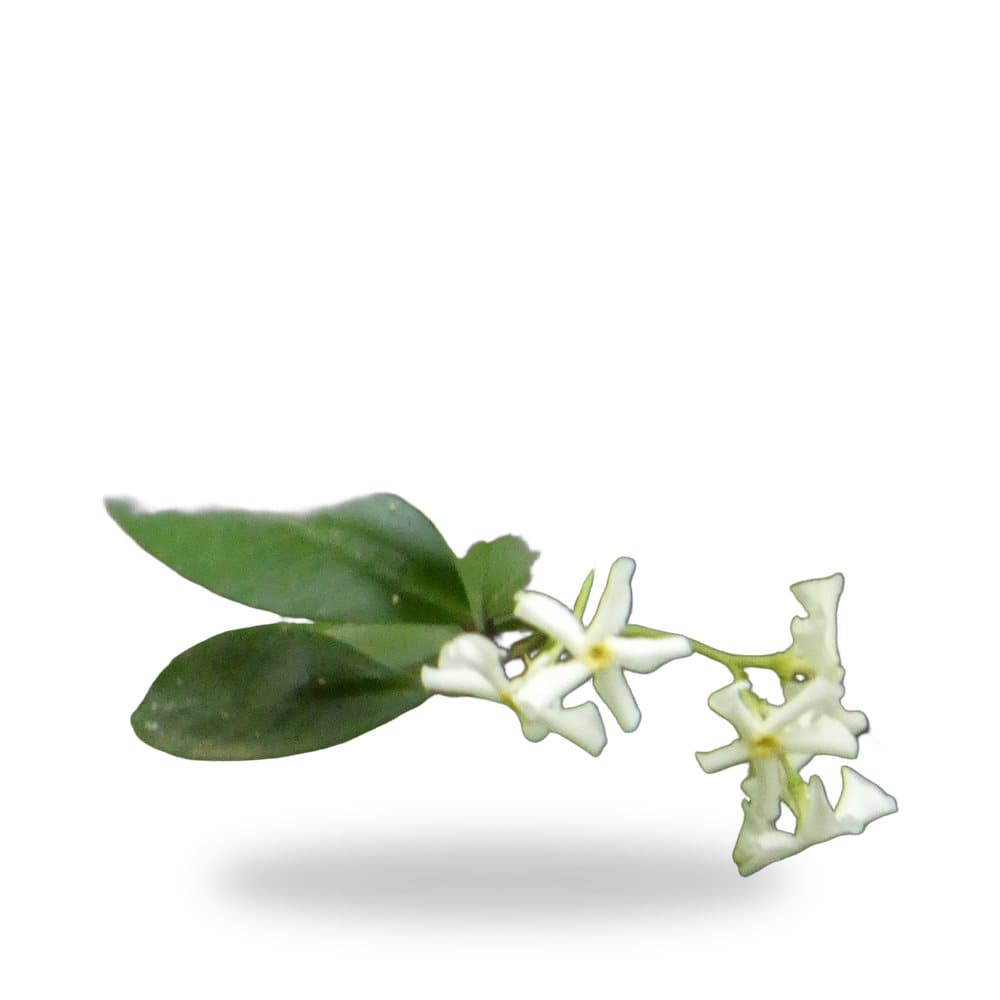 Confederate Jasmine Trellis, 7 Gallon