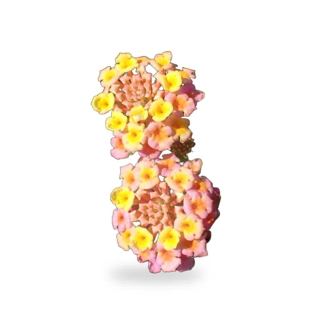 Confetti Lantana