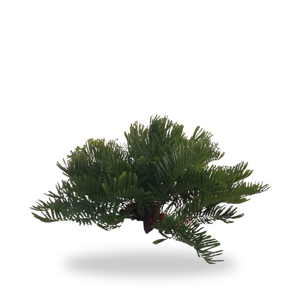 Coontie