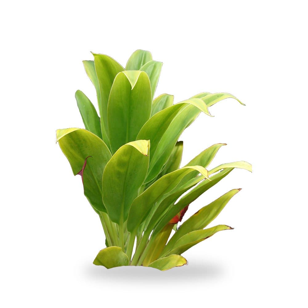 Cordyline