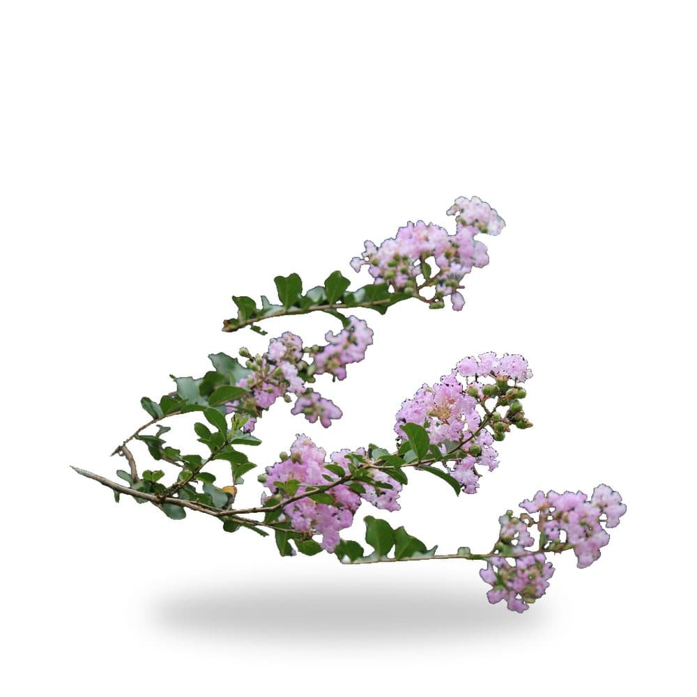 Crape Myrtle