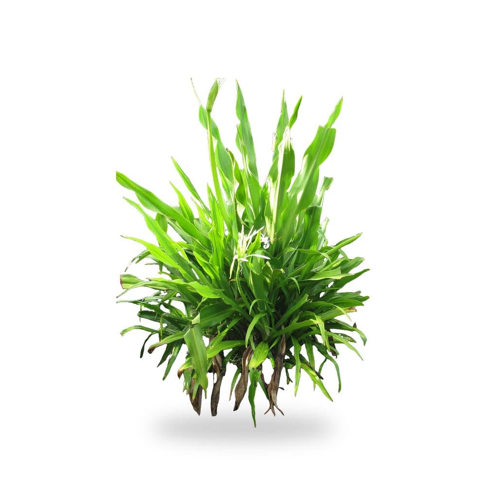 Crinum Lily