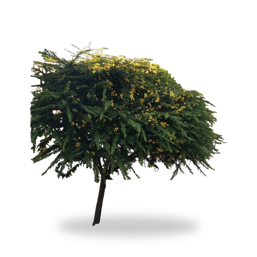 Desert Cassia